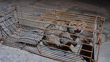 Cat trap. The wildest cat I