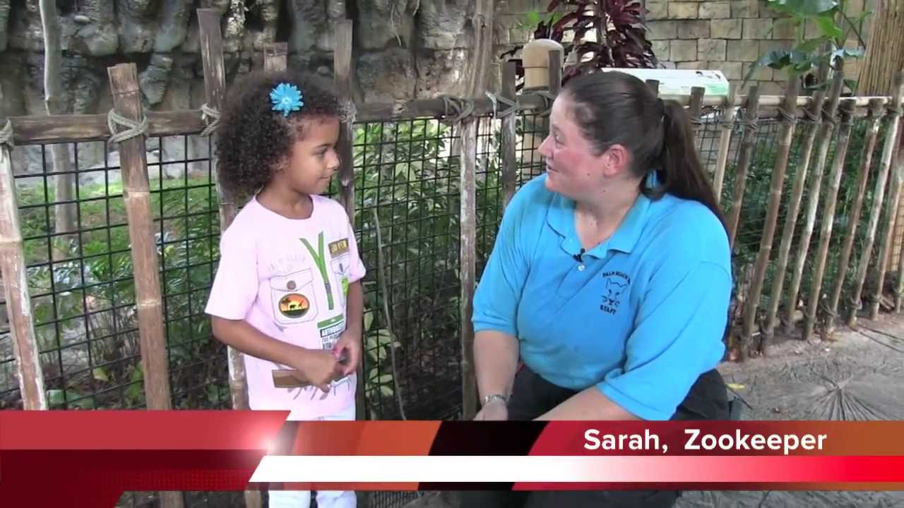 Cub Reporter segment on bush dogs
