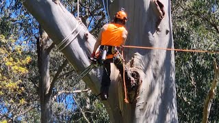 Big Tree cutting: 500i pruning saw