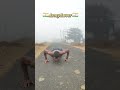 Desi Ladka🔥shorts#trending#motivation#viral#fitness@Youtube Shorts Video@DesiBoyPrabhas369@