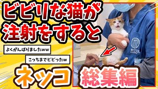 【2ch動物スレ総集編】小心者のネッコさん初めての注射→予想外のリアクションwww/ネッコ300選