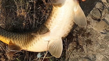 Câu cá giải trí với cần thủ việt nam tại hàn quốc, câu cá chép to cực khủng| BAC GIANG TV