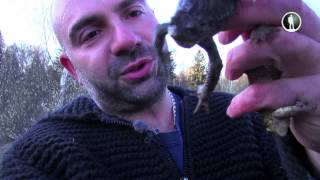 Видео Рейтинг Баженова. Жаба давит. Анонс (автор: moyaplaneta)