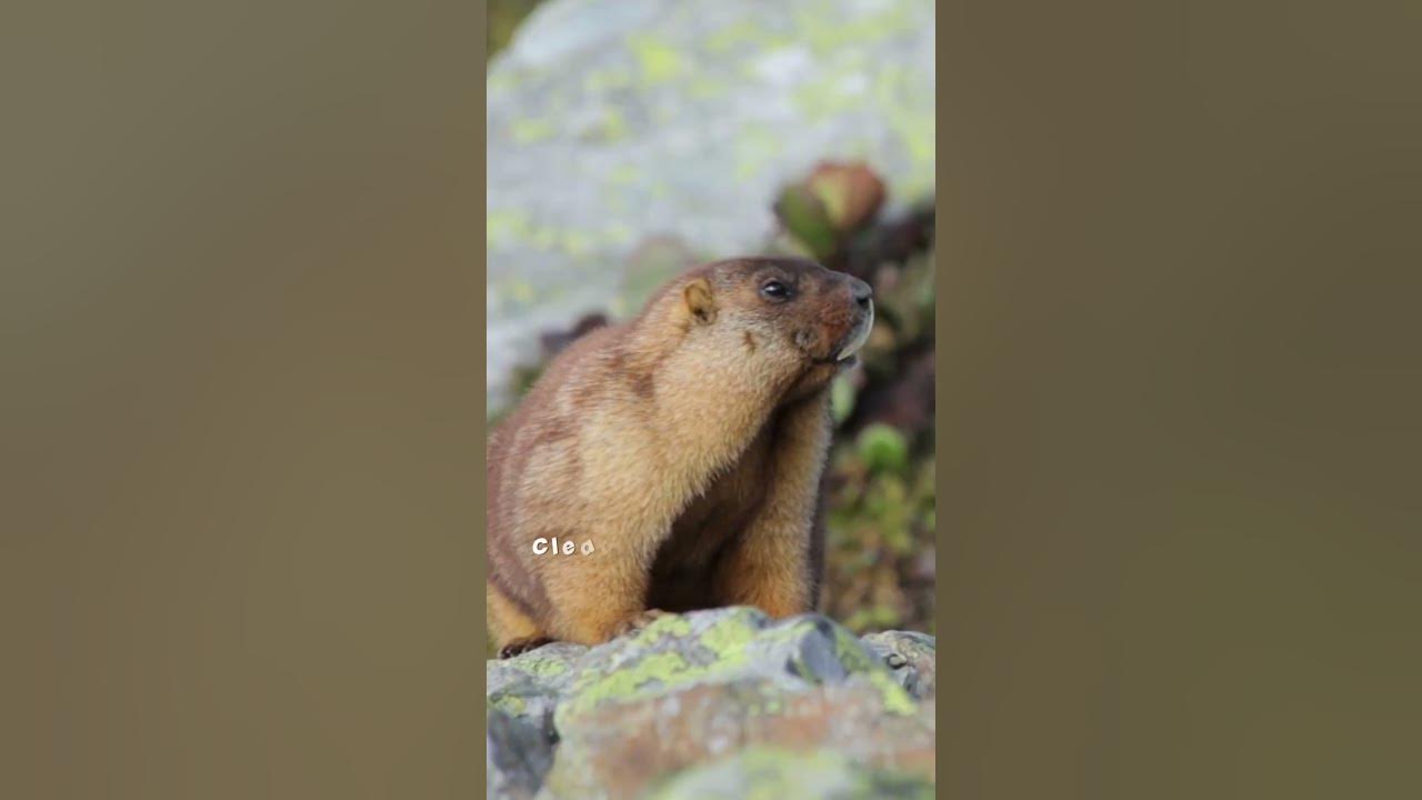 Why do Groundhogs can Predict the Weather? Groundhog Day - YouTube
