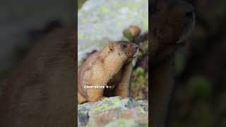 Why do Groundhogs can Predict the Weather? Groundhog Day