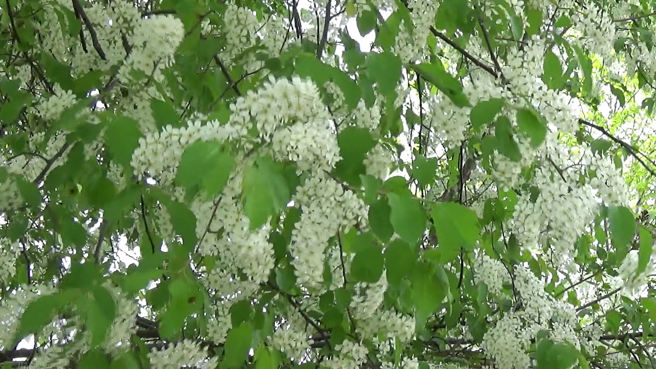расцвела черемуха душистая слушать. цветущая черемуха. черёмуха душистая с весною расцвела. расцвела черемуха душистая слушать. черёмуха душистая с весною.