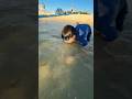 【地面師オチ】沖縄の小学生が浅瀬の熱帯魚をガチで捕獲しようとした結果！