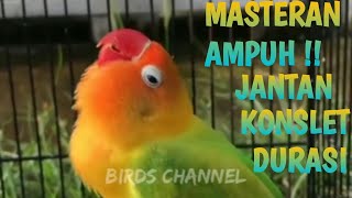 Lovebird jantan konslet durasi 🔥🔥🔥 Cocok untuk masteran !!