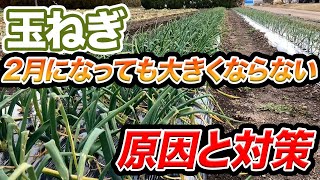 【玉ねぎ】2月になっても小さい!? そんな人は必見です。原因と対策