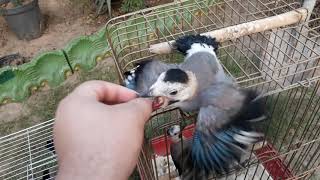 طائر ابو الزريق الناطق او (القيق الاوراسي ) كمية محدودة للبيع من طيوري ضرغام الميرزا