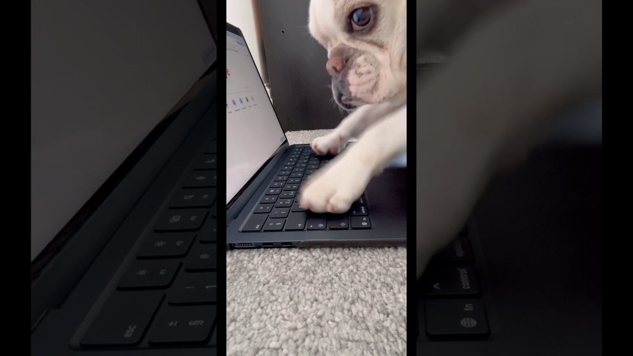 Piggy Shops Online with MacBook