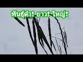 พันธุ์ดำ!ยาว!ใหญ่!พันธุ์มะรุมเกษตร?พันธุ์นี้เนื้อเยอะผลใหญ่รสชาติดี