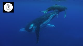 Whale Sounds Underwater Nature Video | 4K - 10 Hours for Sleep, Insomnia, Stress Relief & Relaxation