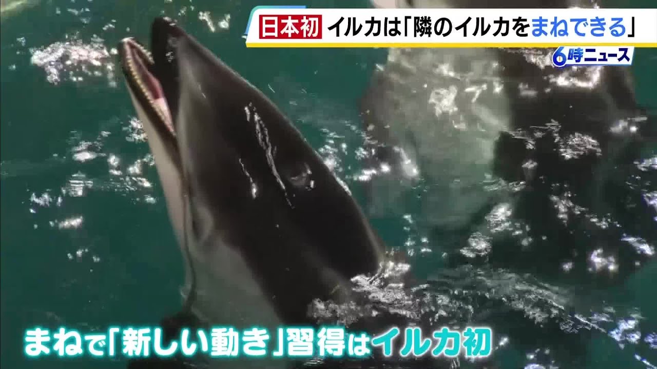 Dolphins discovered to have the ability to mimic others; unveiled