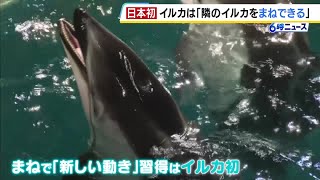 森丘ヒロキ ドルフィン Dolphin HIROKI MORIOKA 森丘ヒロキ - Dolphin