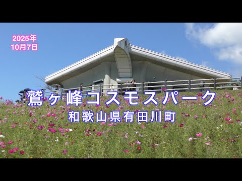 「2分間のオアシス」コスモス見頃「鷲が峰コスモスパーク」