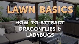 How to Attract Dragonflies & Ladybugs