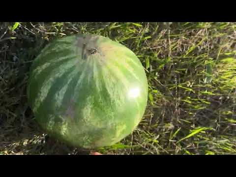 Try to play watermelon football barefoot. Summer games