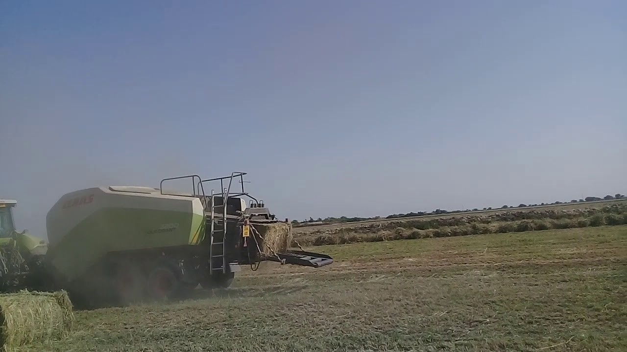 Balling of Rhodes Grass
