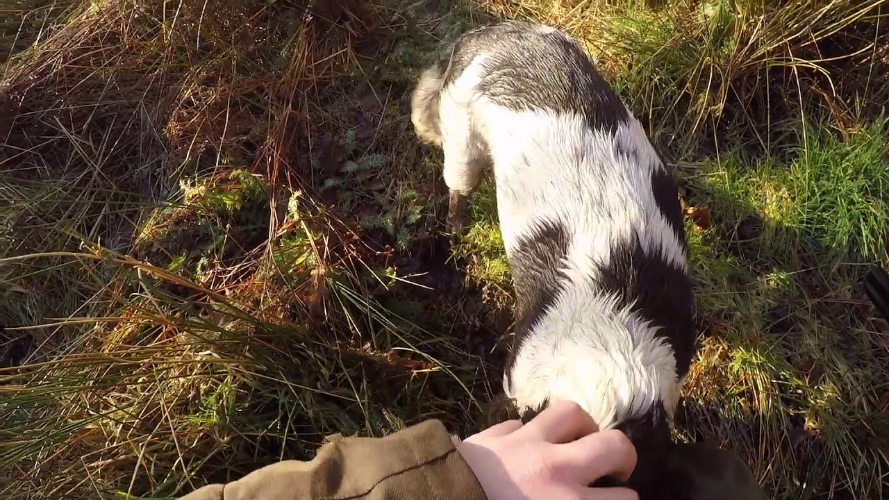 Welsh Rough pheasant shooting Jan2020