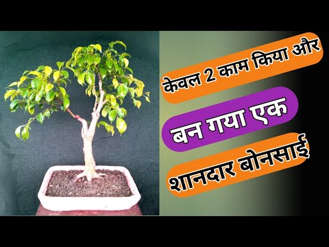 Video: Ինչպես տարածել Ficus Benjamin- ը