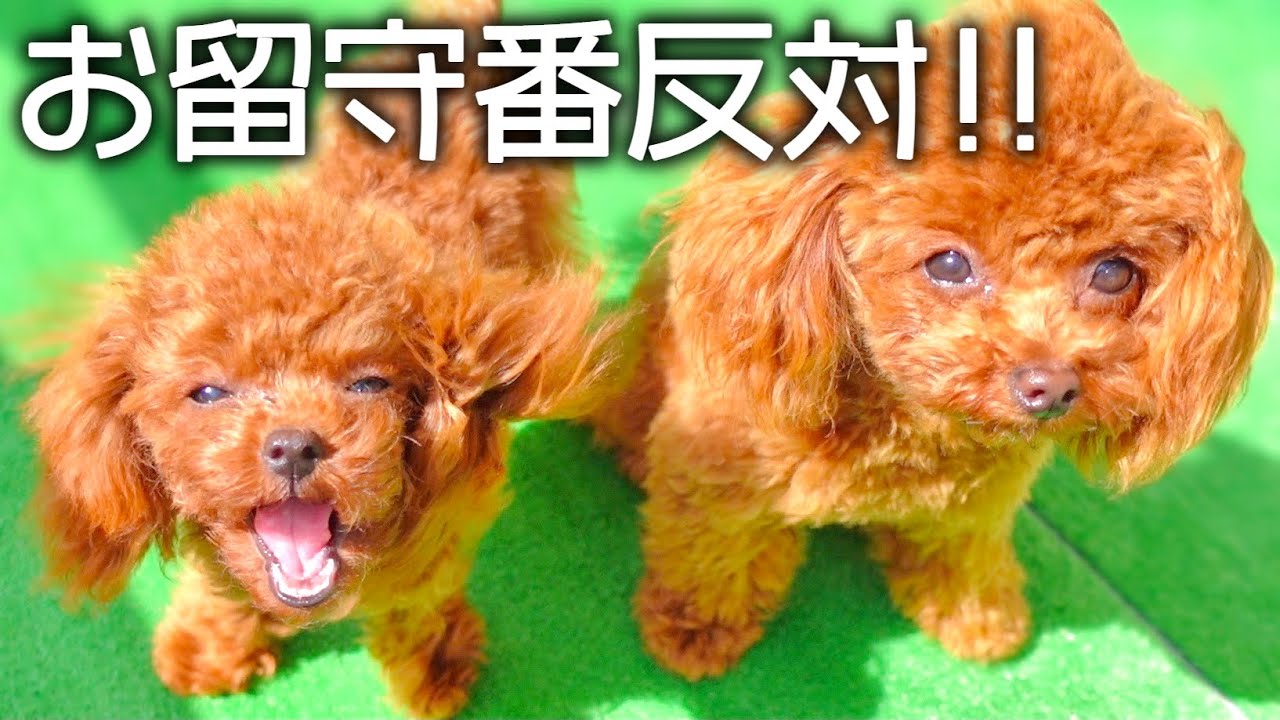 子犬の初めてのお留守番を隠し撮りしたら切ない気持ちになった トイプードル Youtube