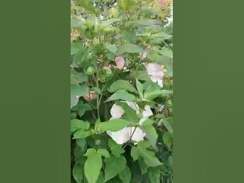Гібіскус деревовидний - YouTube