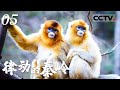 《律动的秦岭》与大熊猫齐名！它们就是“森林中的金色王子”：川金丝猴！一起解密中国“猴中贵族”的生活 EP05【CCTV纪录】
