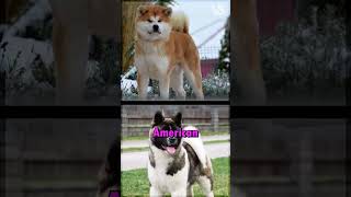 Two Versions of the Akita Breed Exist!