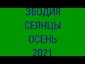 Эводия даниэля медовое дерево