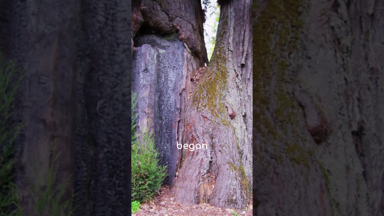 The Tree Older Than the Pyramids