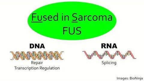 The Implication of Mutated FUS in ALS