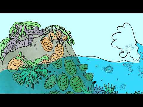 Intertidal Zone Animation