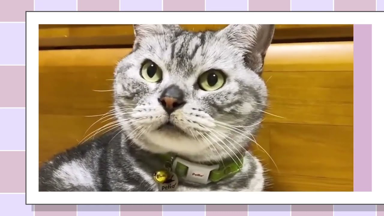 まいネコ🐈】二代目マックvol.71 - YouTube
