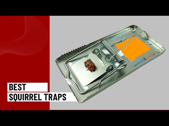 What Kind of Squirrel Trap Bait is Best for Homemade Squirrel Traps? -  Synergy²