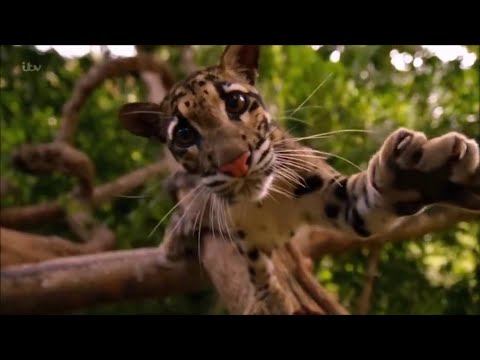 5 уникальных лесных кошек Индонезии, находящиеся под угрозой изчезновения.