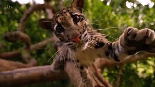 5 Уникальных Лесных Кошек Индонезии, Находящиеся Под Угрозой Изчезновения.