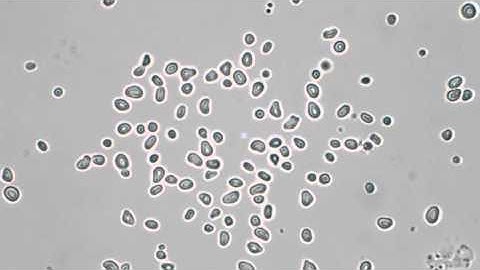 Pollen Grains in Water - Brownian Motion