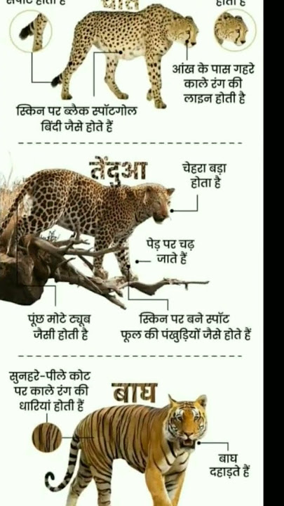 Chita, tenduaa aur Bagh mein antar