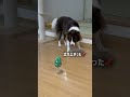 地球外生命体🦑に遭遇した愛犬の反応が面白すぎたwww【ボーダーコリー・日本スピッツ】#shorts #癒し #犬のいる生活