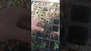 dosadzanie #Ogorka polnego #daily #budujemyzpasja #dailylog #odrodzenie #garden #dzialka  #pasja