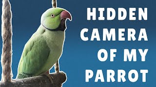 Hidden Camera Footage Of My Parrot Luna The Talking Indian Ring-Neck