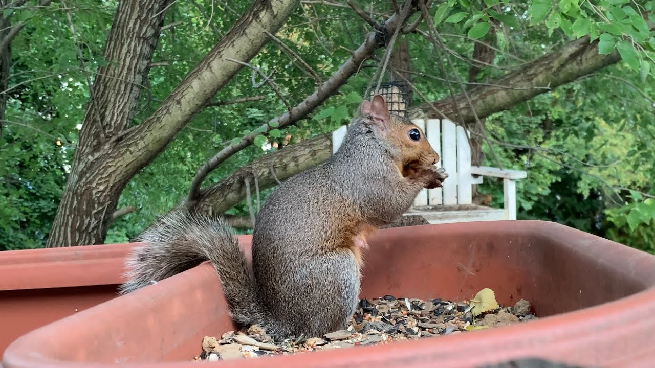 Backyard Bird Feeder Cam 10/04/2023 YouTube