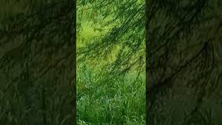 Green valley view#arzoo #avatar #video #amazing #nature #youtubeshort #mirpur #shortsfeed #shorts#yt