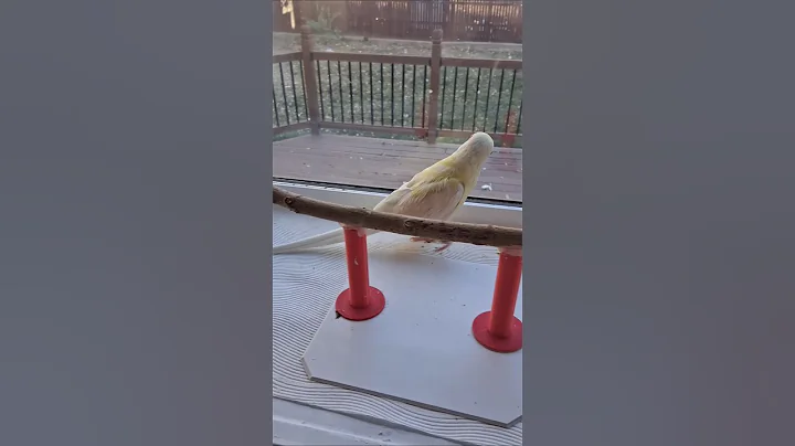 @white_and_fun  11/10/2025 #parrot  #indianringneck #talkingparrot #shorts #Tofuindianringneck