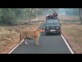 Big Male Tiger Matkasur In Tadoba