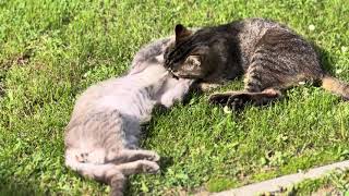 ❤️🐈 #catlovers #catlife #cat #кіт #funnyanimals #funnyanimals #cake #pisica #song by Our cute Cats - Наші милі Котики 46 views 8 days ago 5 minutes, 43 seconds