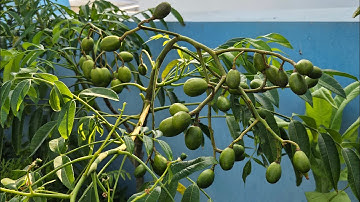 Cách trồng cây cóc trên sân thượng trong chậu cho trái quanh năm