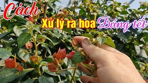 Cách xử lý ra hoa đúng tết trên nhiều loại hoa giấy ( thời gian ép nước và bón phân npk).