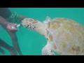 Snorkeling with turtles in barbados